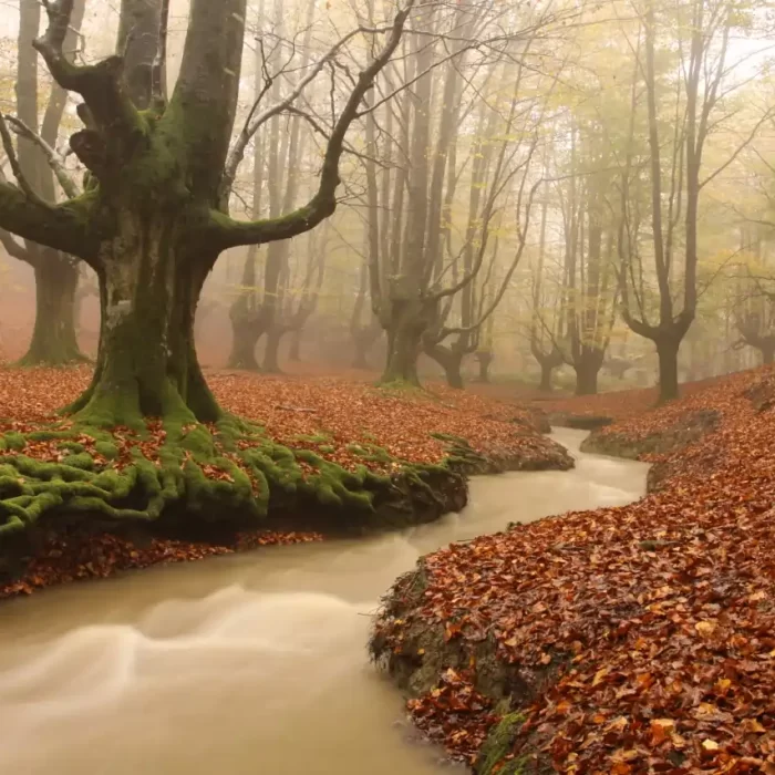 El Bosque Otzarreta (Bizkaia) Bosques encantados de España
